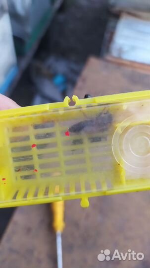 Медок-сахорок