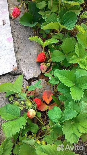 Саженцы клубники