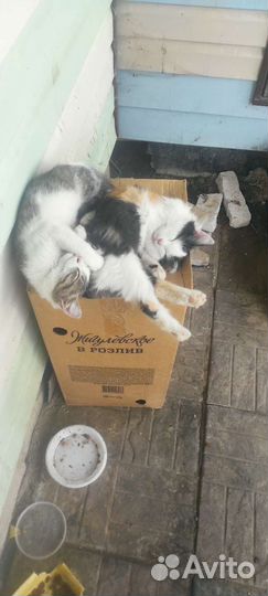 Котята в добрые руки
