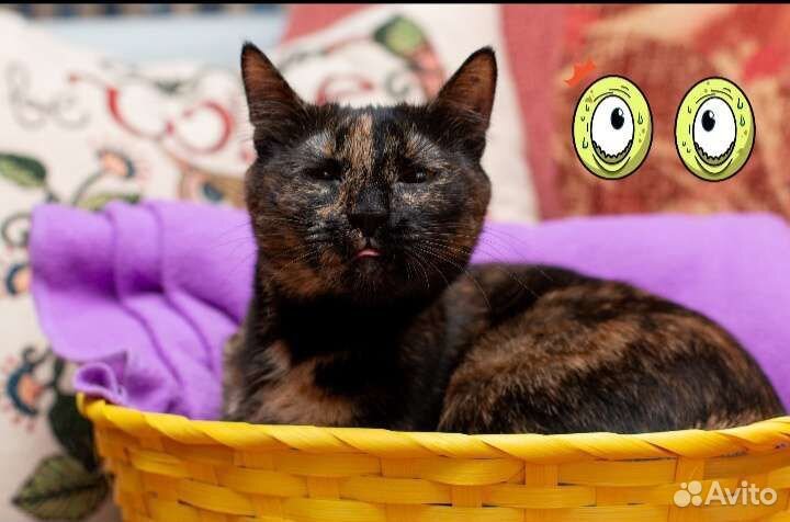 Агнесса в дар)