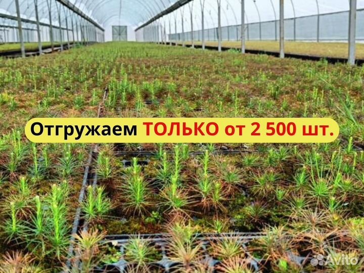 Саженцы сосны обыкновенной зкс от производителя