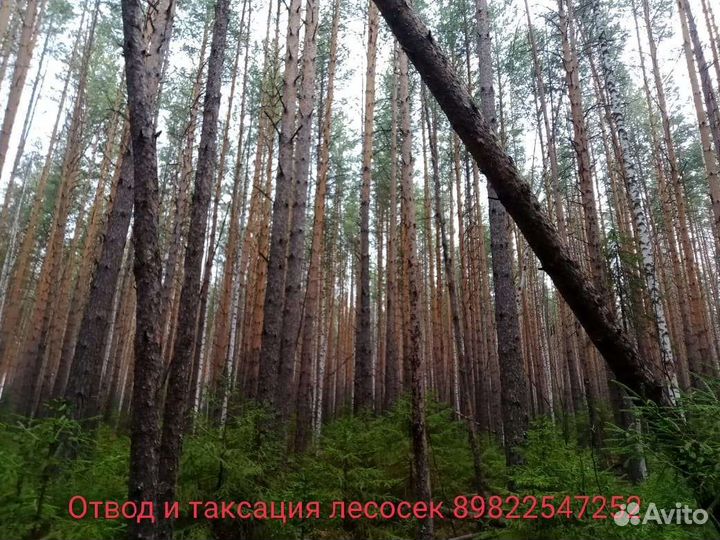 Отвод делянок, отвод лесосек, таксация