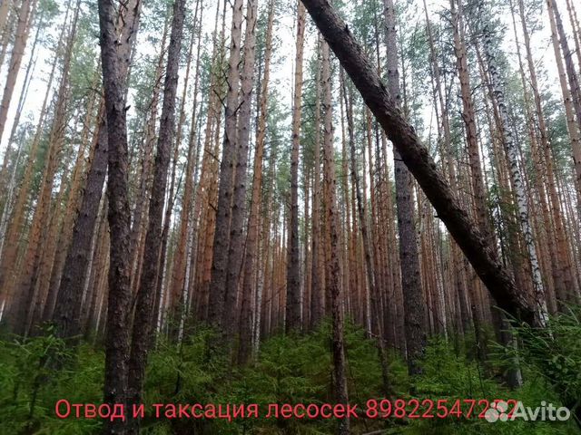 Отвод делянок, отвод лесосек, таксация