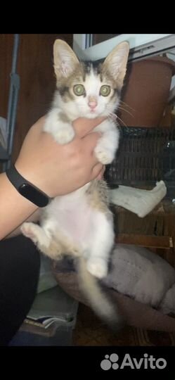 Котёнок