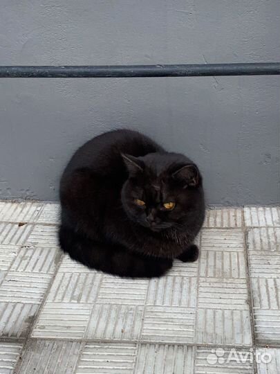 Шотланская кошка