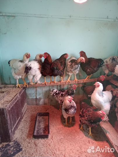 Молодые петухи 6 мес. Породистые