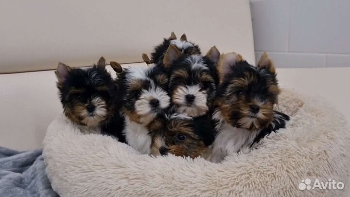 Самые красивые щенки Бивер