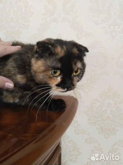 Кошечка в добрые руки