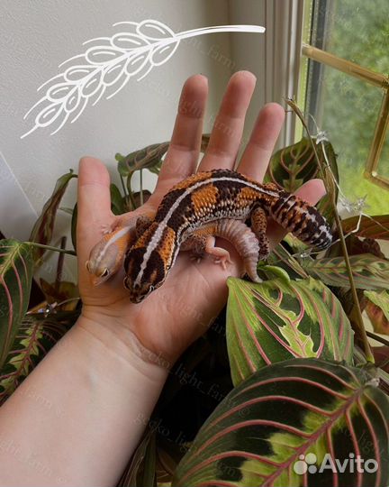 Ответственная передержка для животных, рептилий