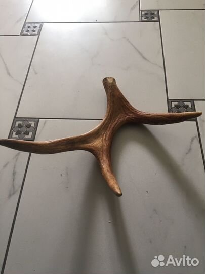 Оленьи рога