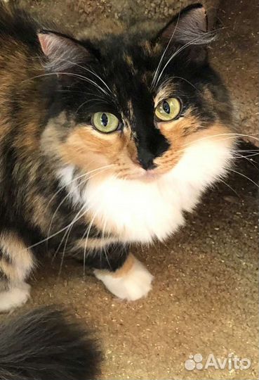 Красавица в добрые руки