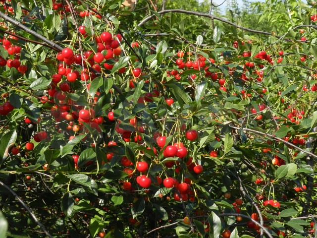 Участок 5,2 сот. (СНТ, ДНП)