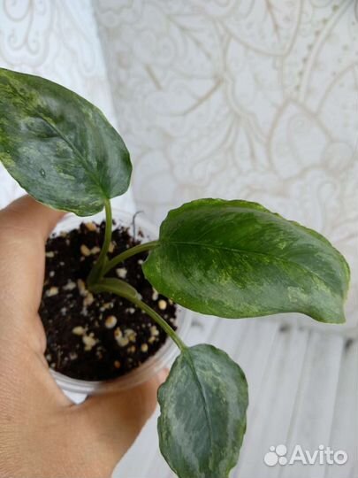 Шизматоглоттис марбл вариегат