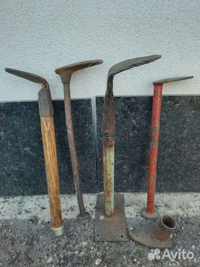 Лапа сапожника