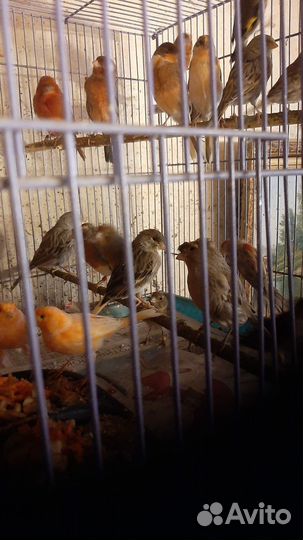 Кенара и канарейки