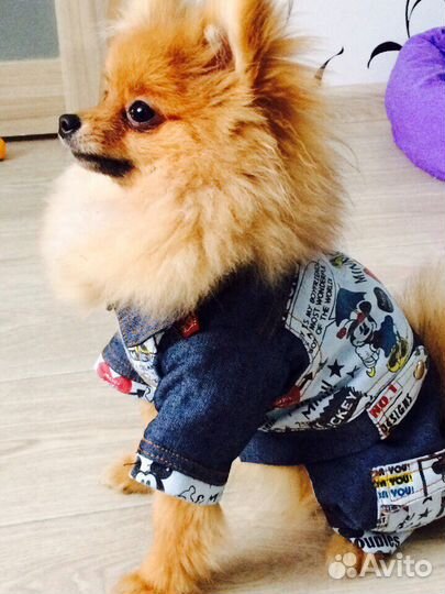 Вещи для собаки мелких пород