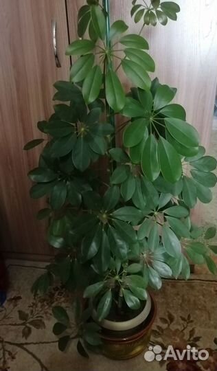 Комнатные цветы