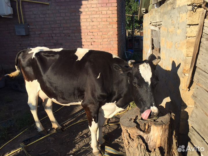 Корова дойная