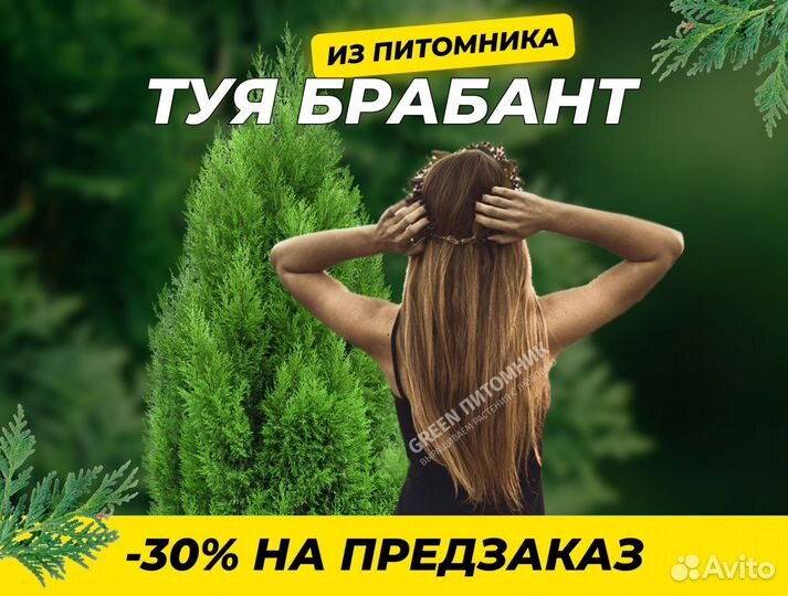 Туя Брабант