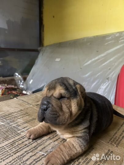 Щенки шарпея