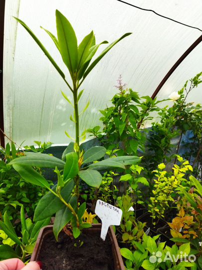 Рододендрон