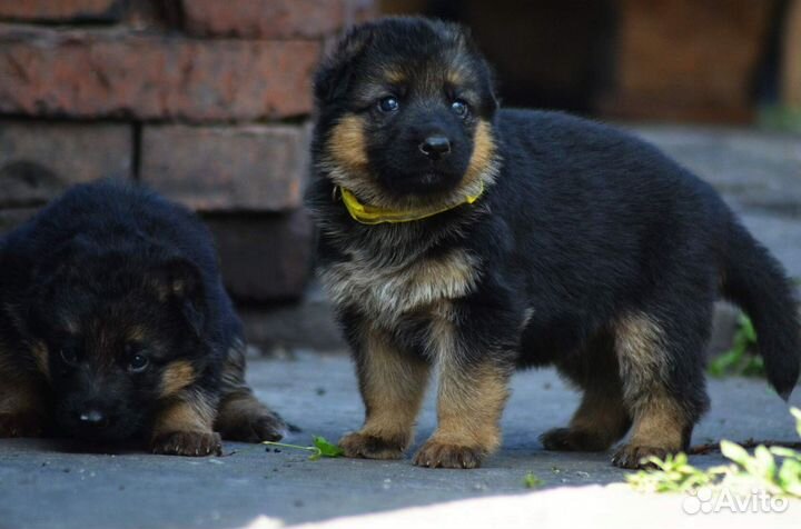 Немецкая овчарка