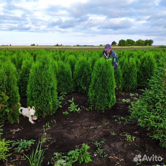 Туя Колумна. Напрямую из питомника