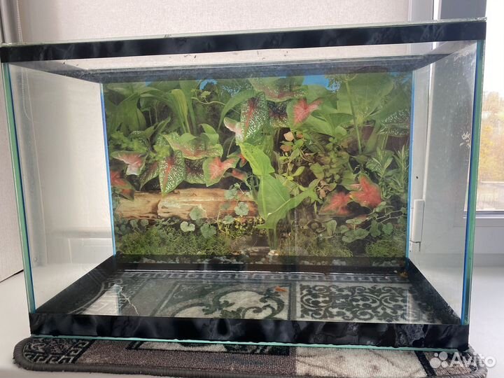 Аквариум, фильтр для аквариума