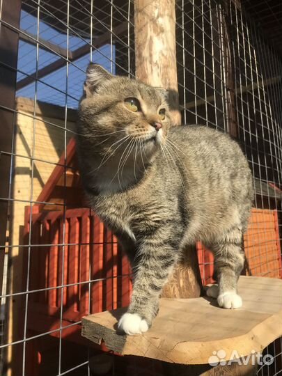 Кошка в дар бесплатно