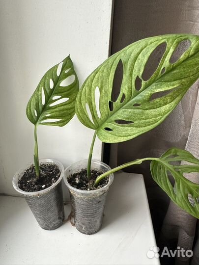 Монстера Адансона Минт Ред Андерсон эпипремнум