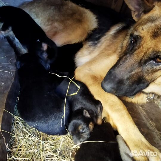 Щенки немецкой овчарки