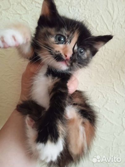 Котики