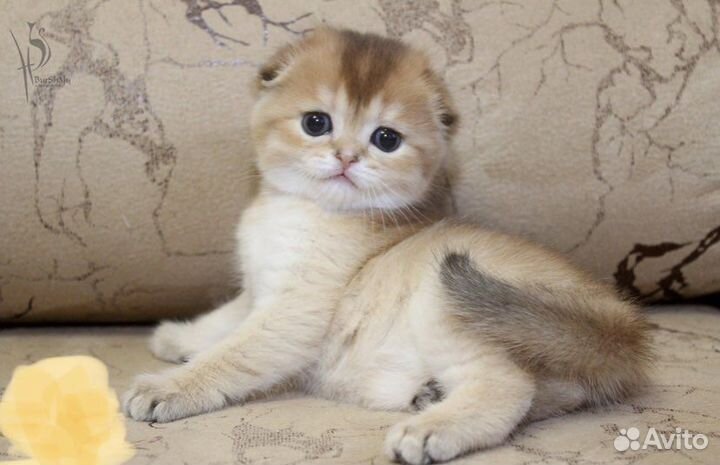 Золотые шиншилята