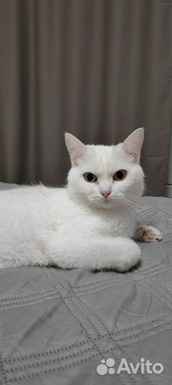 Кошка в добрые руки