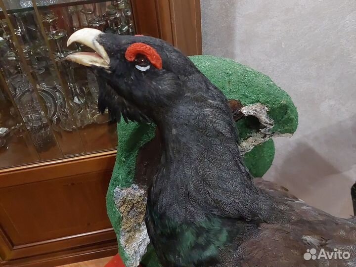 Чучело глухаря