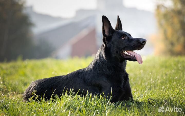Гладкие черные немецкие овчарки -щенки
