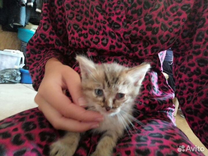 Кошки бесплатно