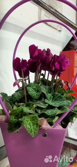 Гибискус и цикламен