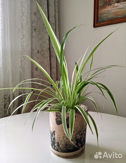 Хлорофитум