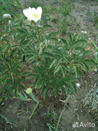 Пион Марьин корень