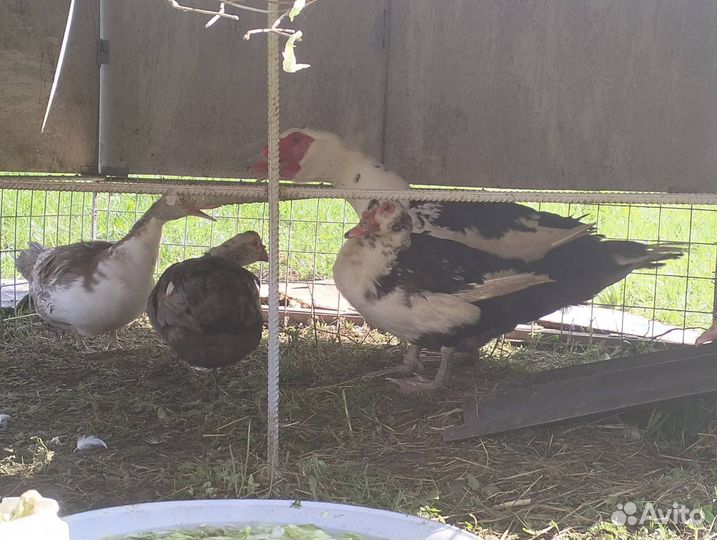 Яйцо индоутки, гуся линда