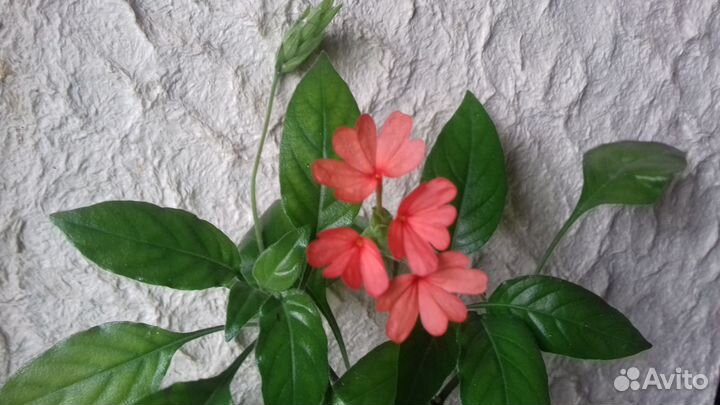 Фикус,пахистахис,кроссандра,брейнии