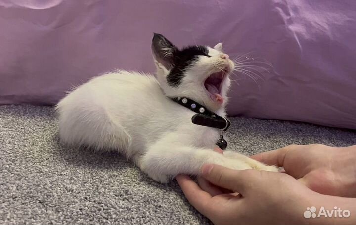 Котенок