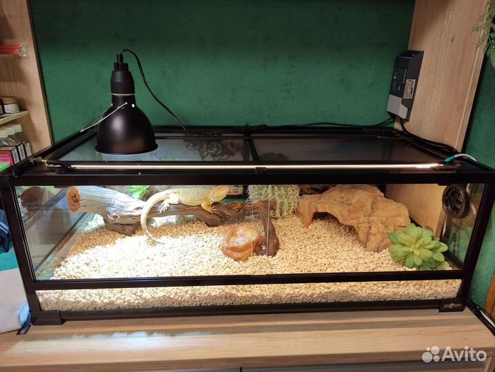 Бородатая агама с террариумом