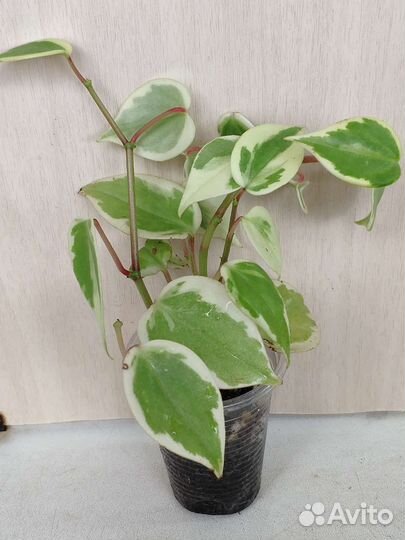 Укорененные растения 4