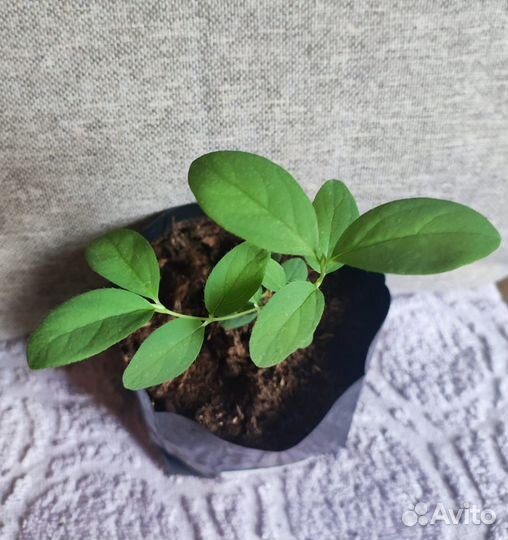 Жимолость, канадские сорта, саженцы