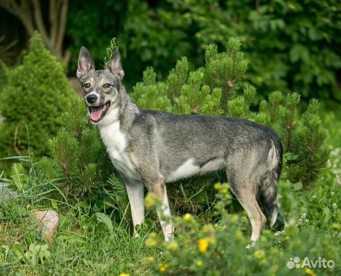 Щенок в добрые руки
