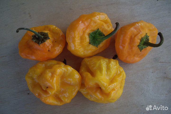 Семена острого перца