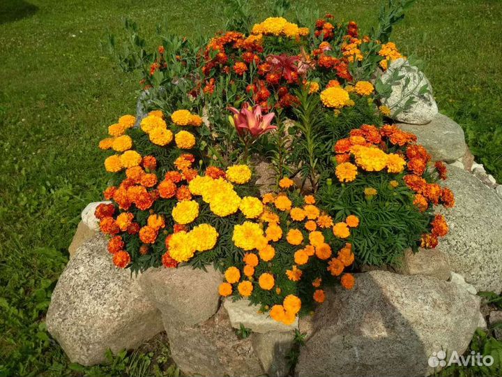 Рассада бархатцев