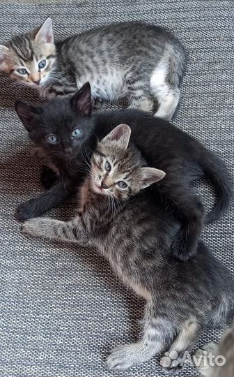 Котята в добрые руки 1 месяц